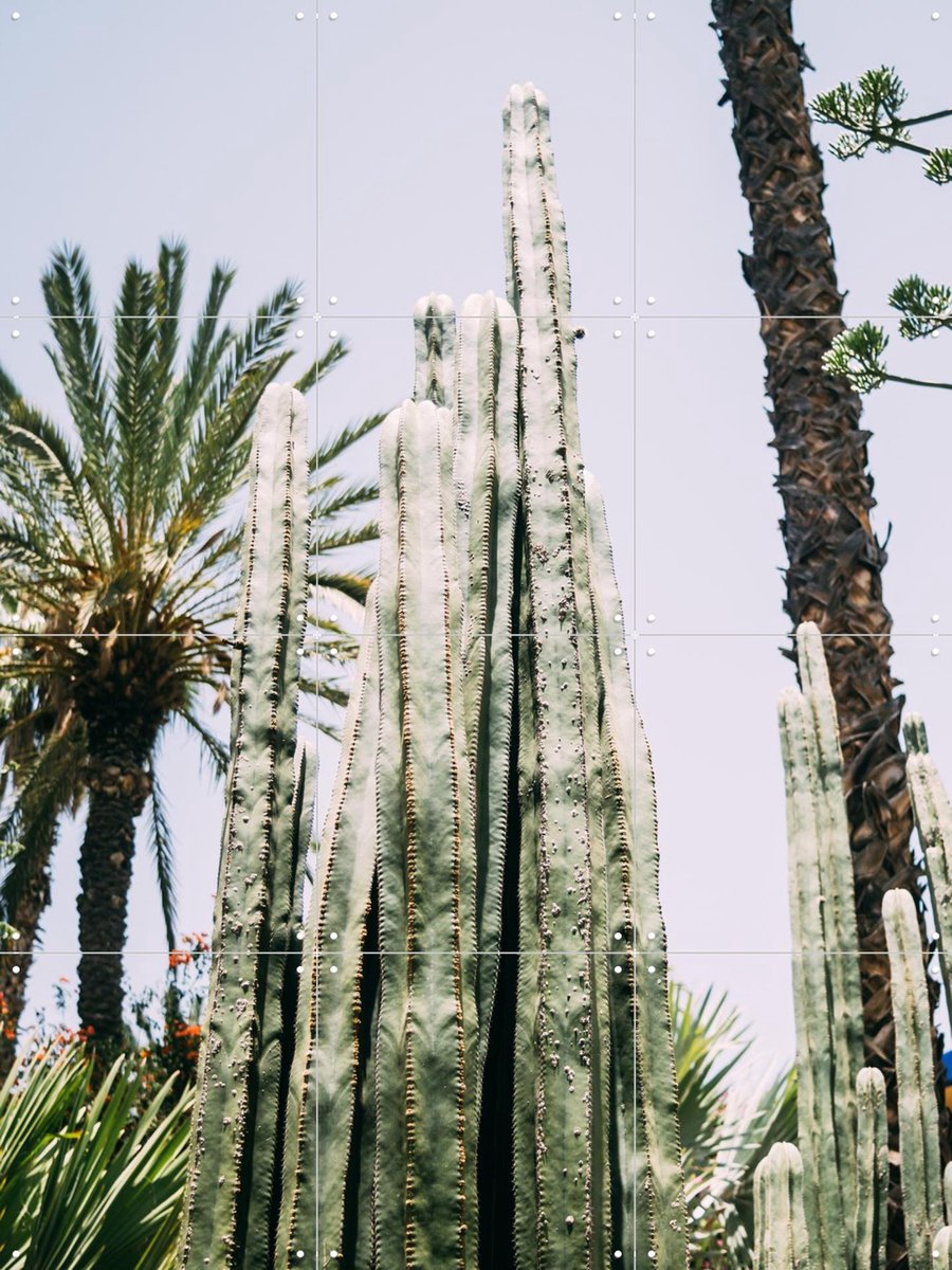 IXXI Palmeraie Cactus, Pati Photography - 60 x 80 cm - Gratis ophangtool - Grote wanddecoratie en posters - Fotografie, Woonkamer, Eetkamer, Mancave