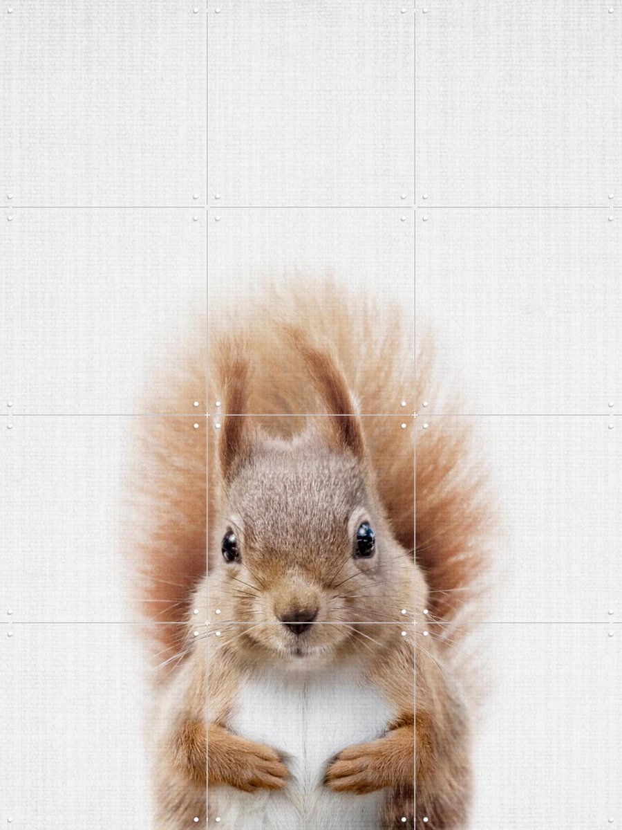 IXXI Squirrel, Lila + Lola - 60 x 80 cm - Gratis ophangtool - Grote wanddecoratie en posters - Fotografie, Realisme, Naturalisme, Kinderkamer