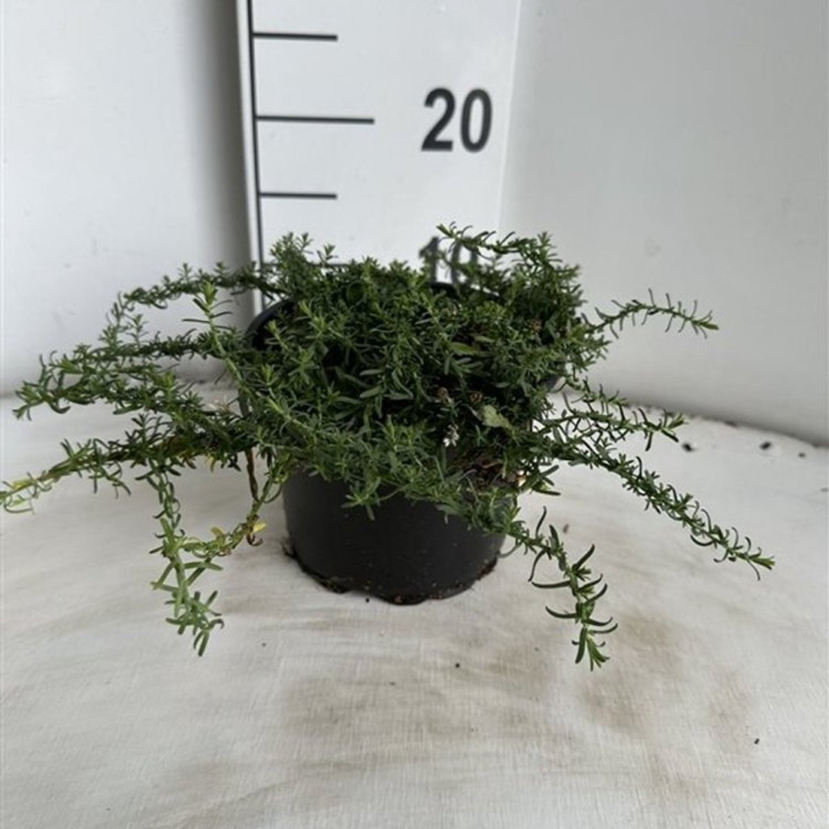 Plants Online BV - Planten - Tuinplanten - Vaste planten - Set van 1 - Herfstaster
