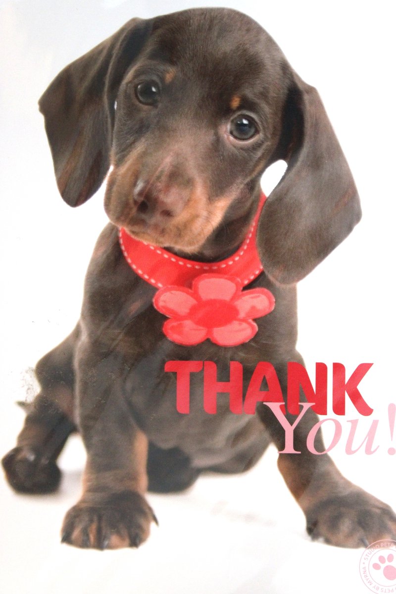 Luxe Wenskaart Bedankt - Thank You - By Myrna - Hond Puppy - 14,5x21cm - Dubbele Kaart - Met Envelop - Luxe Wens Kaart - Greeting Card - 1 Stuks - In Folie Verpakt - Bedankt - Thanks - Danke - Merci - Dank - Gratis Verzonden