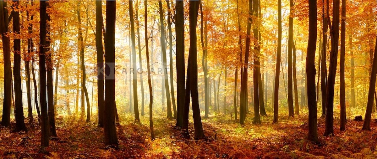 karo-art Schilderij - Bos in de herfst, Multikleur , 2 maten , print op canvas, premium print