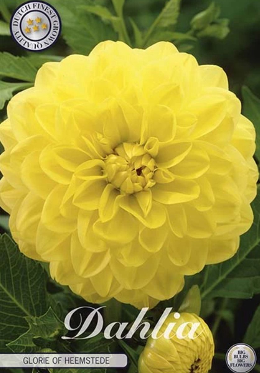 Dutch Finest Quality Dahlia Deco. Glorie of Heemstede – Plant Maart–Juni, Bloei Juli–Oktober – Bloembol, Wortel, Knol