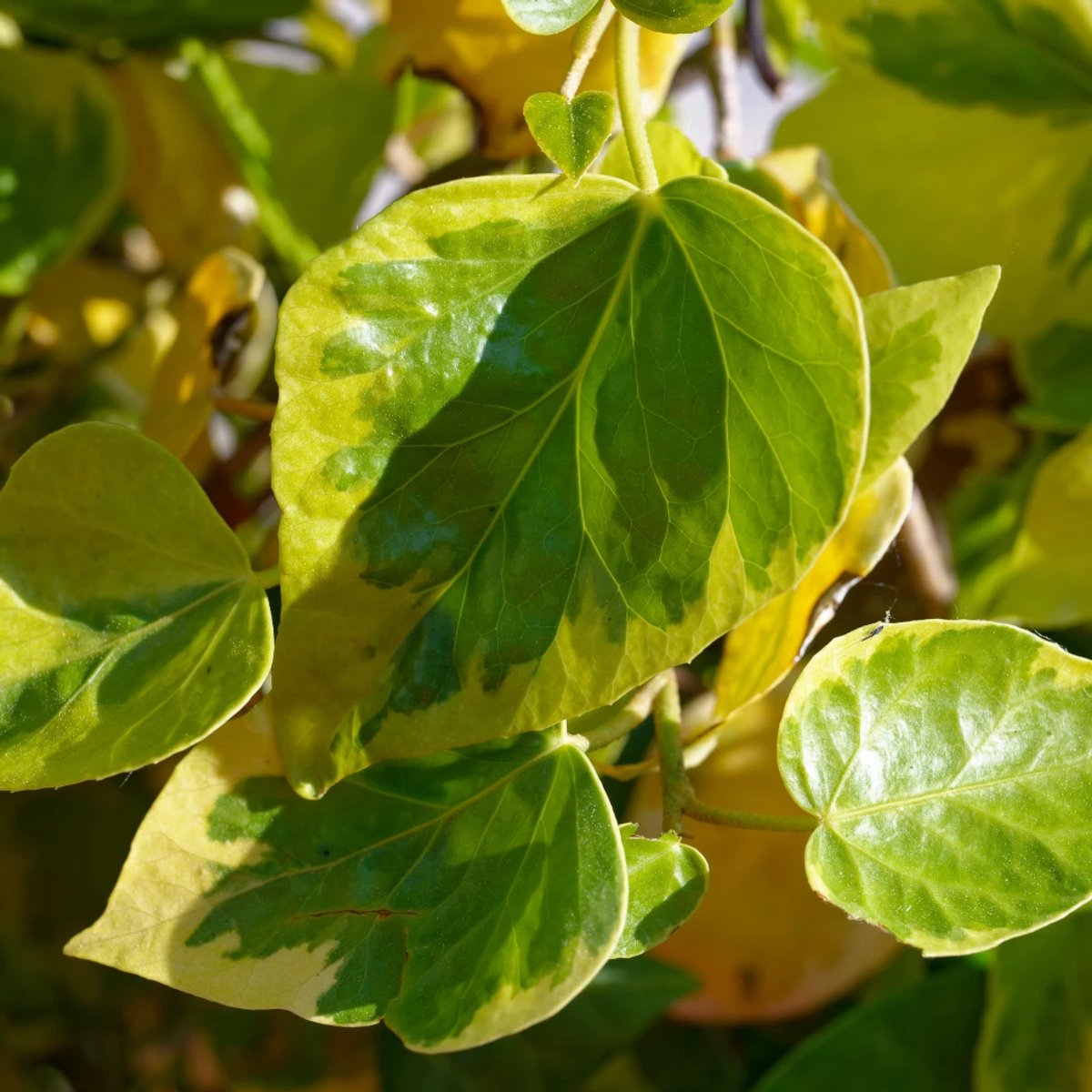 Set van 4 Kaukasische klimop - Hedera colchica 'Dentata Variegata' - 9cm pot