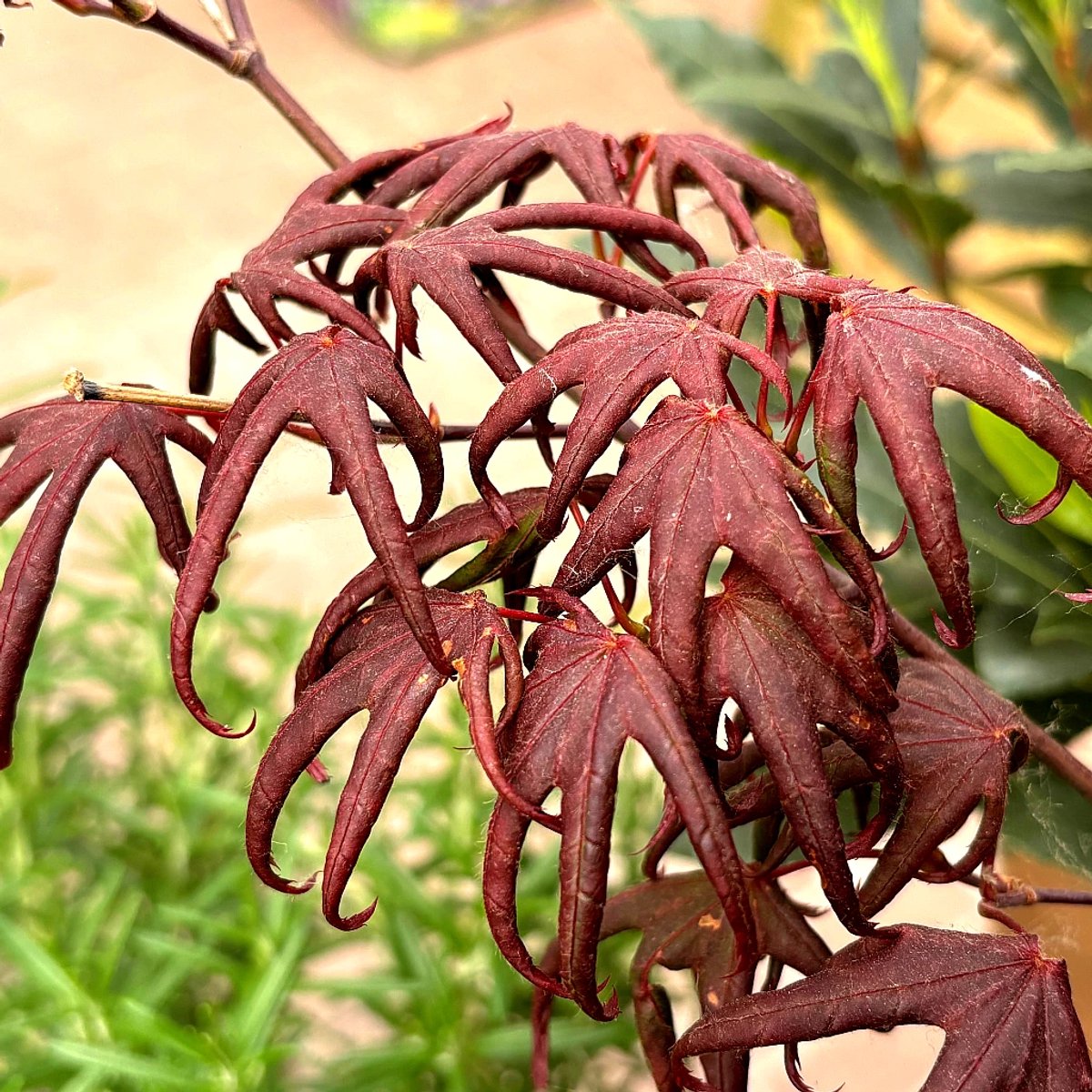 Acer palmatum 'Starfish', Japanse rode Esdoorn, Hoogte 20-40cm, 2 liter pot
