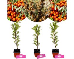 Set van 3 Duindoorns - Hippophae rhamnoides - 2x vrouwelijk, 1x mannelijk - Hoogte 25cm - 9cm pot