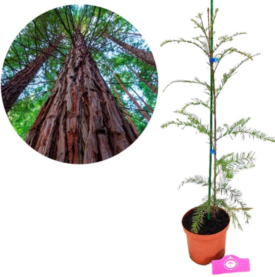 Jonge kustmammoetboom in pot met ondersteuning, met inzet van rode sequoia stammen.