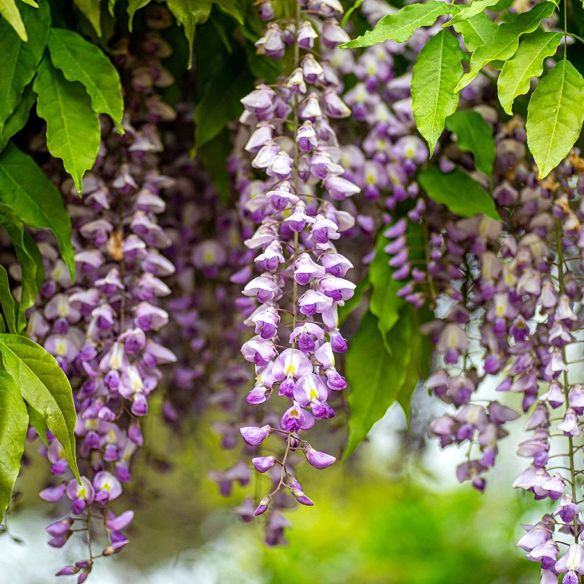Wisteria formosa 'Issai Perfect', Kruising Japanse/Chinese blauwe regen, Hoogte 80-90cm, 2 liter pot