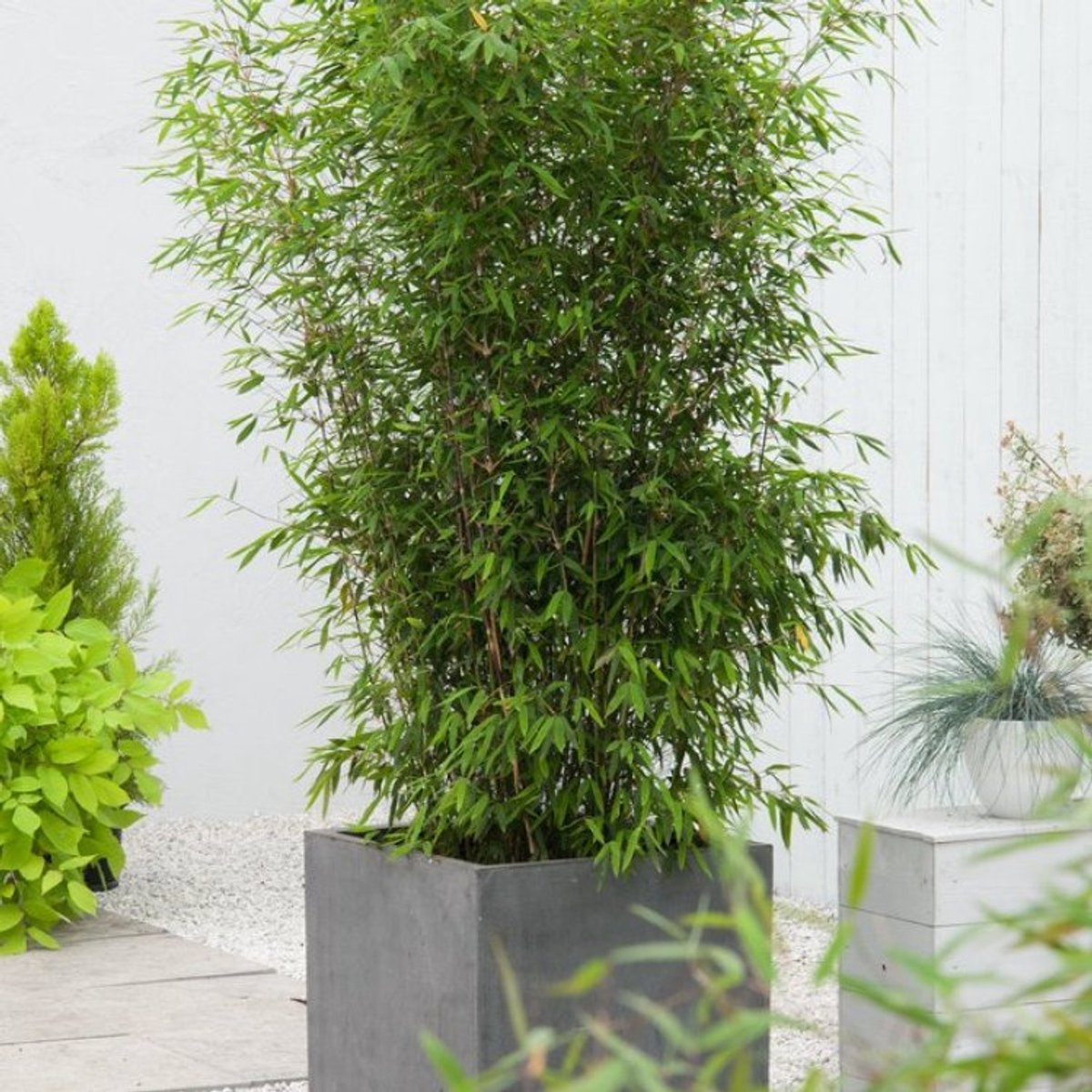 Plants Online BV - Planten - Haagplanten - Coniferen - Set van 1 - Fargesia 'Winter Joy'