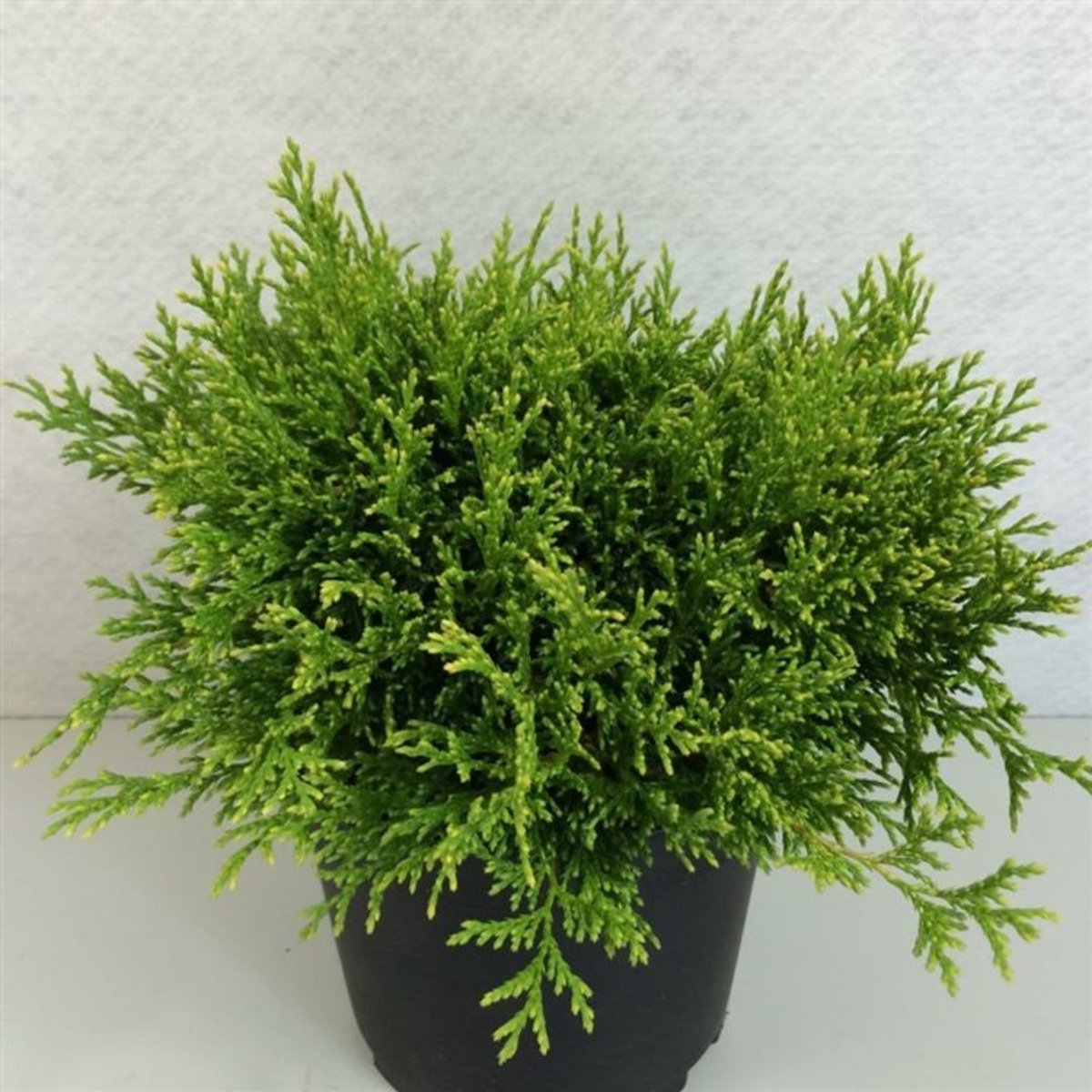 Plants Online BV - Planten - Haagplanten - Coniferen - Tuinplanten - Sier coniferen - Set van 1 - Chamaecyparis pisifera 'Filip's Happy Day'