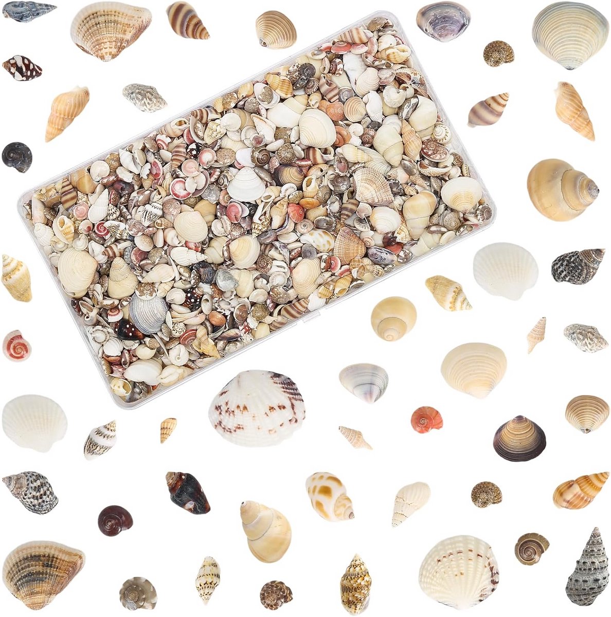 1000 Stuks Natuurlijke Mini Schelpen voor Knutselen, Diorama's en Decoratie