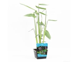 Moerings Thalia Dealbata | Thalia | In 18CM Mand Kant en Klaar