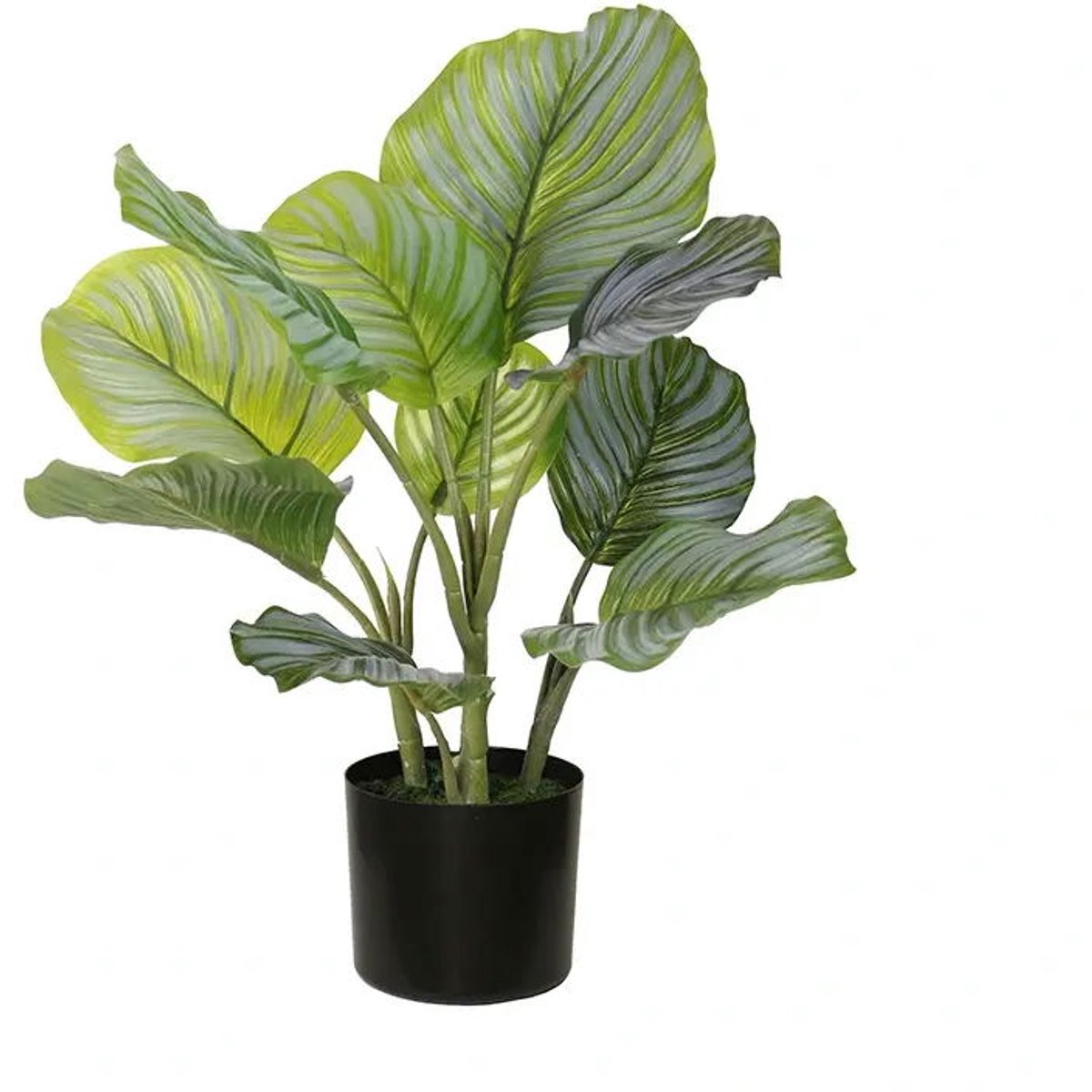 Buitengewoon de boet - Calathea orbifolia 50 cm kunstplant