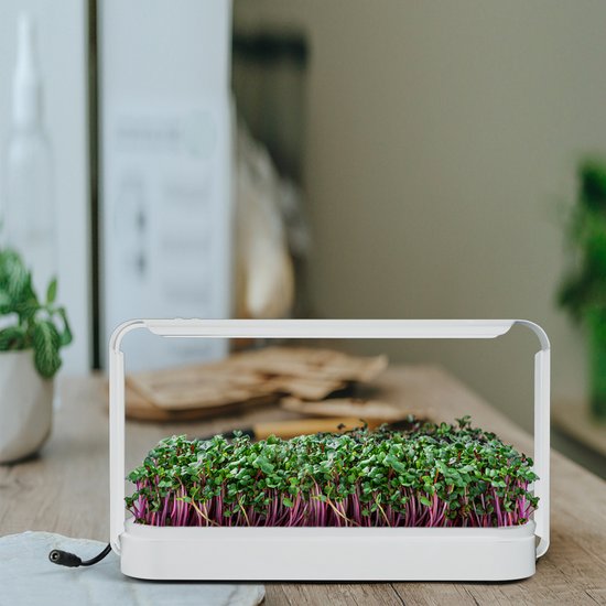 Witte kweekbak met LED-lamp vol met microgreens. Rood gestolde stengels en groene bladeren. Op een houten tafel.
