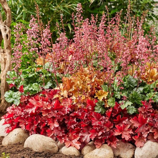 Heuchera - Buitenplant - 3 vaste planten - Tuinplant - 5 stuks - Meerkleurig - Tuin...