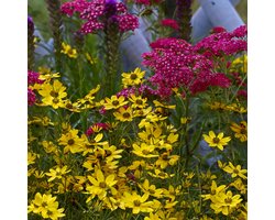Bloomique - Set van 3 - Achillea Millefolium ‘Cerise Queen’ - Duizendblad - Rijkbloeiend - Winterhard - Vaste plant - Bodembedekker - 10-20 cm hoog - Pot 9 cm