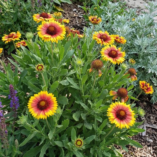 Bloomique - Set van 6 - Gaillardia Arizona Sun - Kokardebloem - Rijkbloeiend - Winterhard - Vaste plant - 10-20 cm hoog - Pot 9 cm