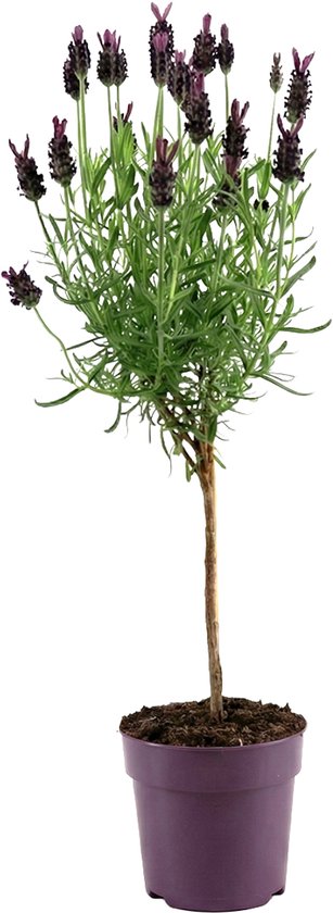 Bloomique - Lavandula Anouk - Lavendel op stam - Winterhard - Balkonplanten - Tuinplanten - Geurend - 20-30cm Hoog - Pot 12cm