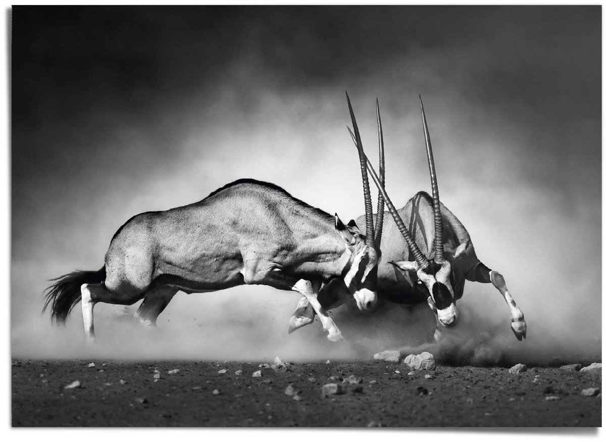 REINDERS XXL Poster Gemsbok - 100 x 140 - Papier - REINDERS zwart