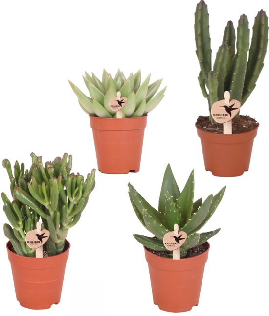 Kolibri Greens | set van 4 groene planten potmaat Ø6cm | groene kamerplant - vers van de kweker