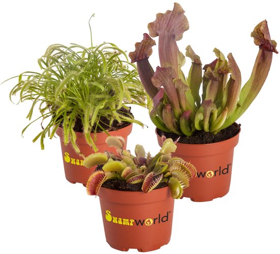Drie vleesetende planten in bruine potten: Sarracenia, Venusvliegenvanger en Zonnedauw.