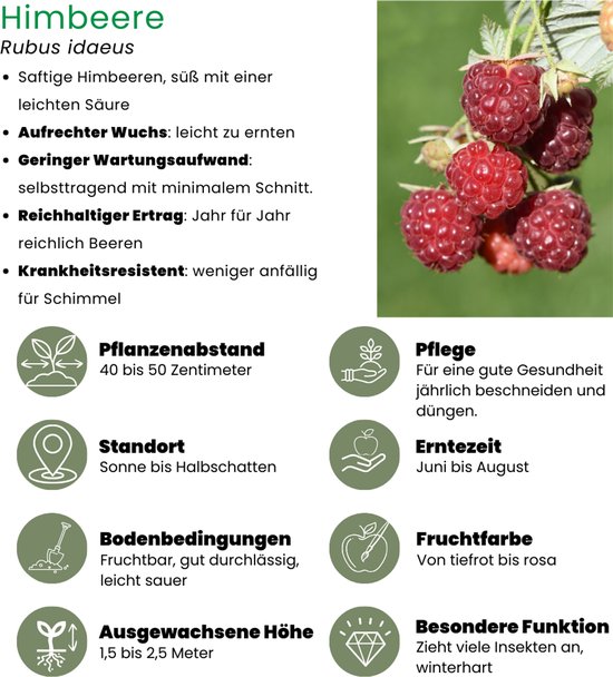 Close-up van rijpe, rode frambozen aan een tak. Rechts de titel 'HIMBEERE' en informatie over de plant.