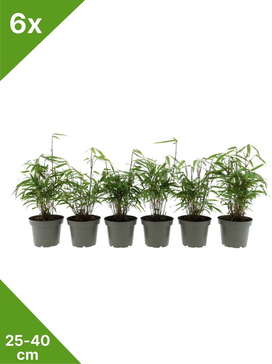 GARDENZO - 6x Fargesia 'Rufa' groene bladhoudende niet woekerende Bamboe x6 in C1 -...