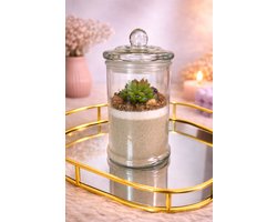 Cactus Kaars in Pot!  | Viva Femme | Kaarsen