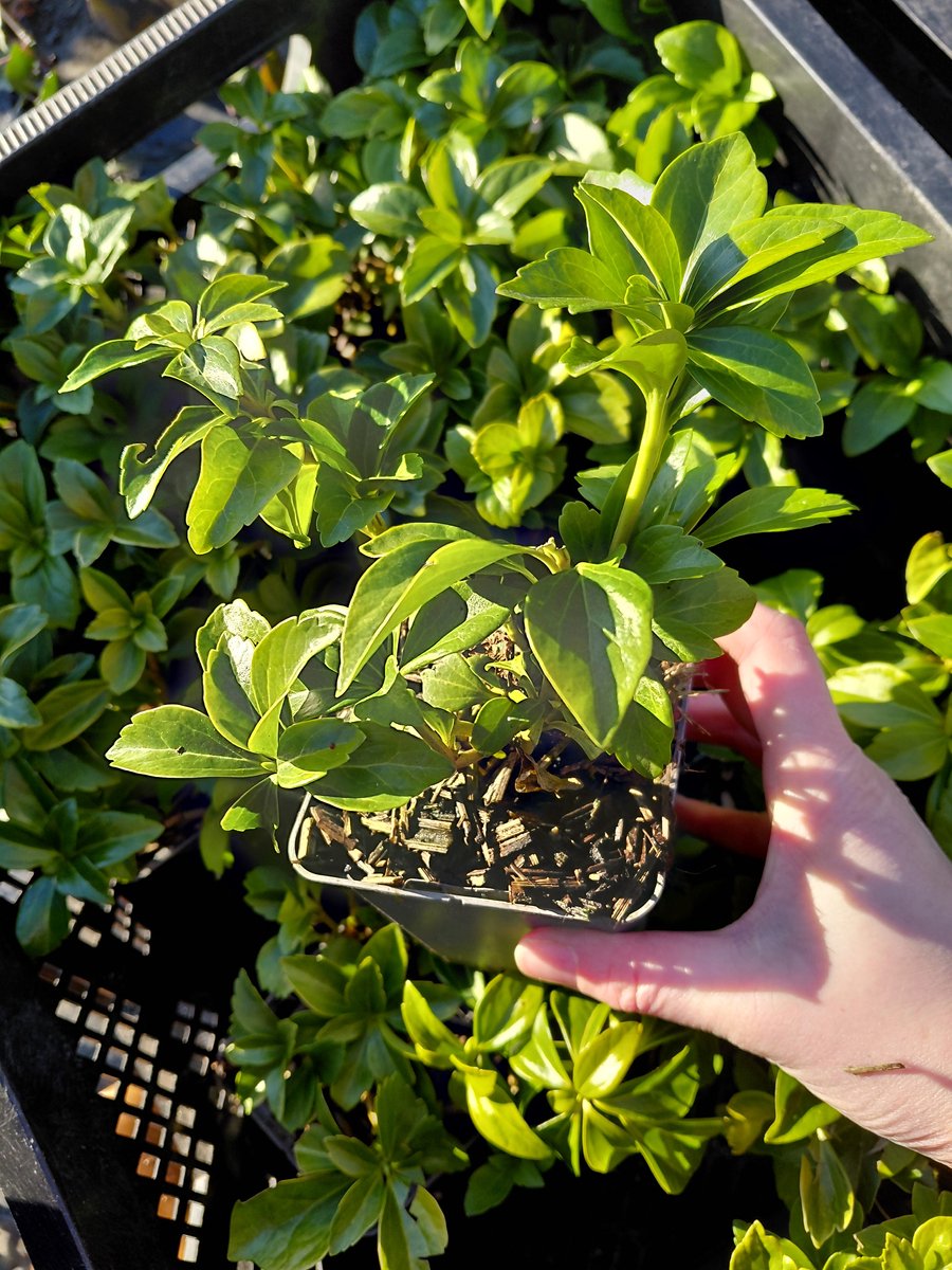 6 stuks - Pachysandra terminalis- Pachysandra pot 9x9cm - groenblijvende bodembedekker - schaduwkruid - perfect tegen onkruid