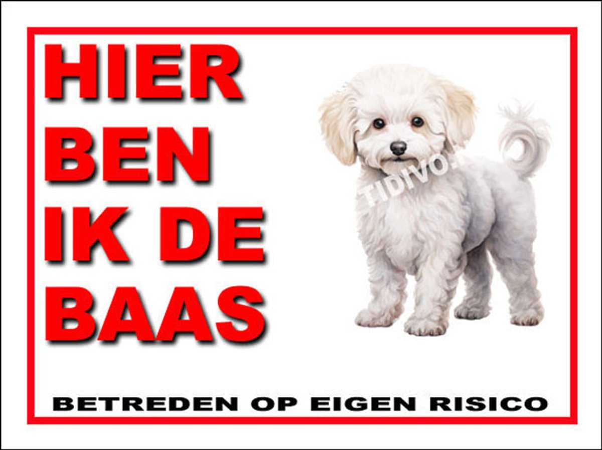 Bichon frisé 2