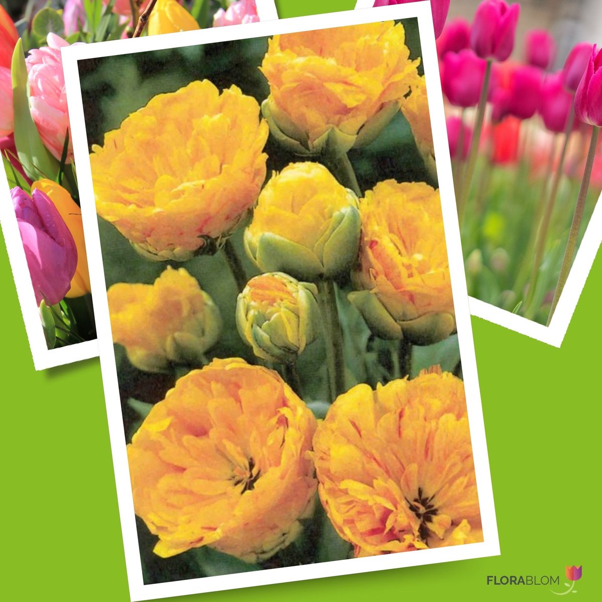 Tulp (Tulipa) - Yellow Pomponette - Snijbloemen - Voorjaarsbollen - bloeit in April / Mei