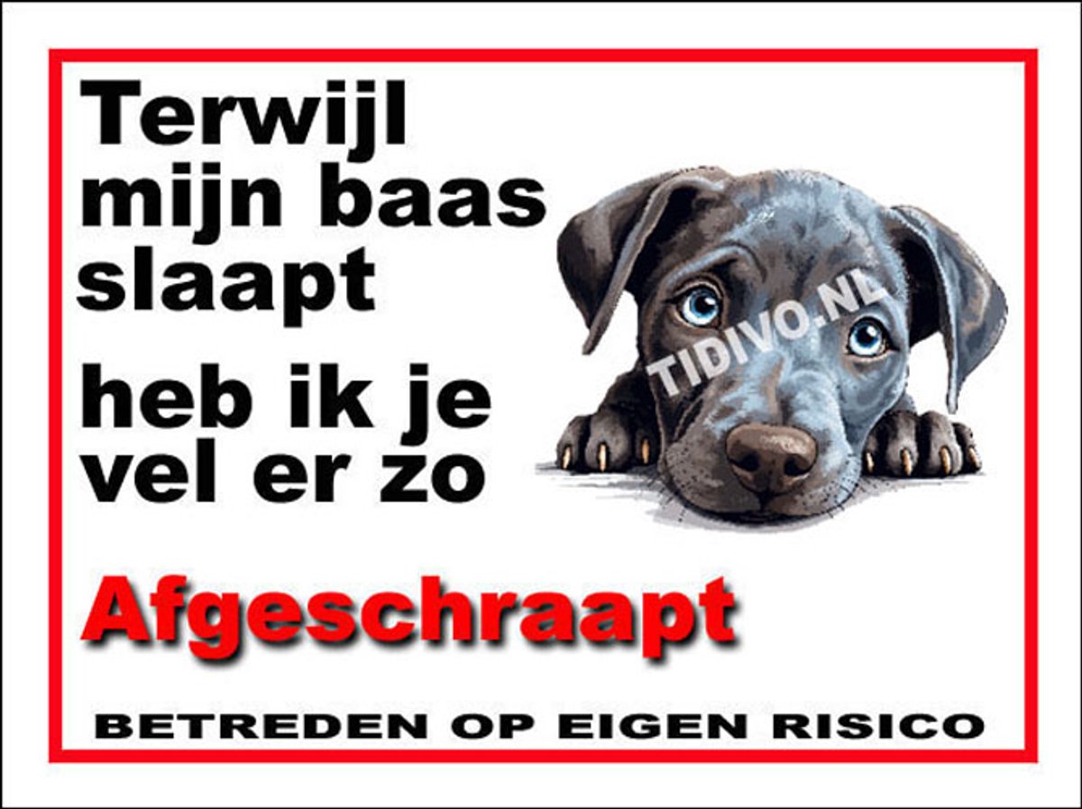 Blue Lacy 15
