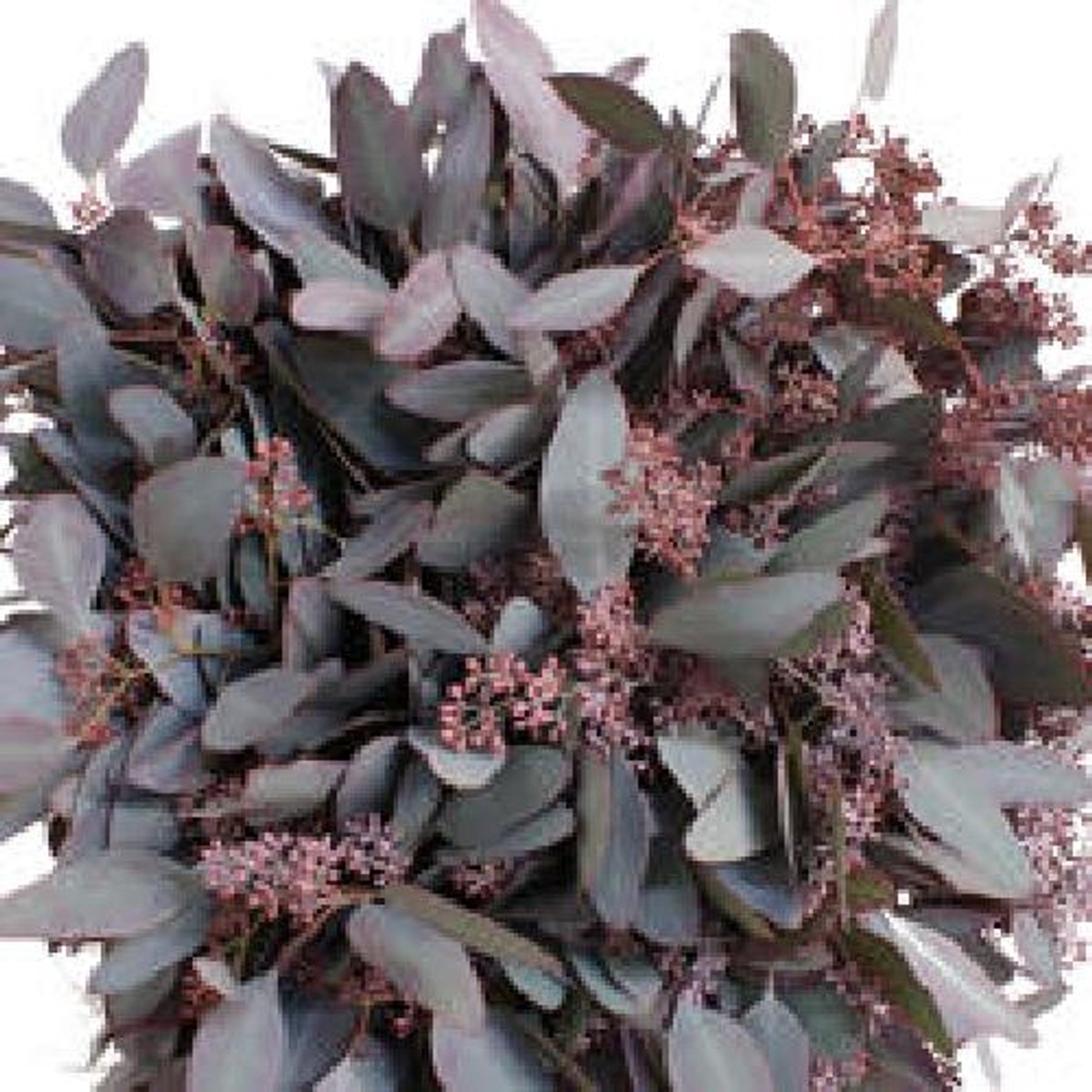 5x Sg eucalyptus pol.bes kort abs rood 40cm