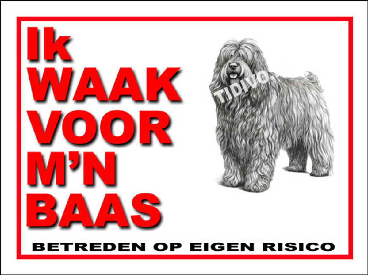 Bergamasco 9