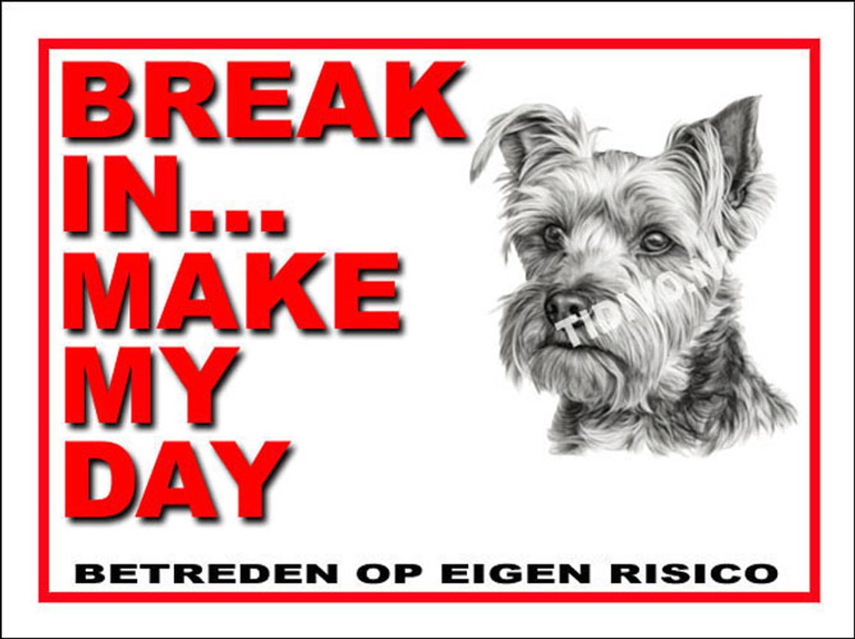 Biewer Terrier 1