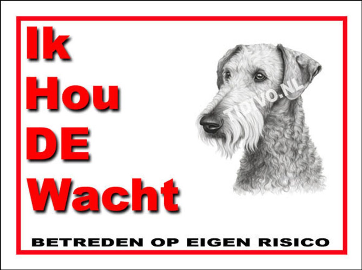Bedlington Terrier 7