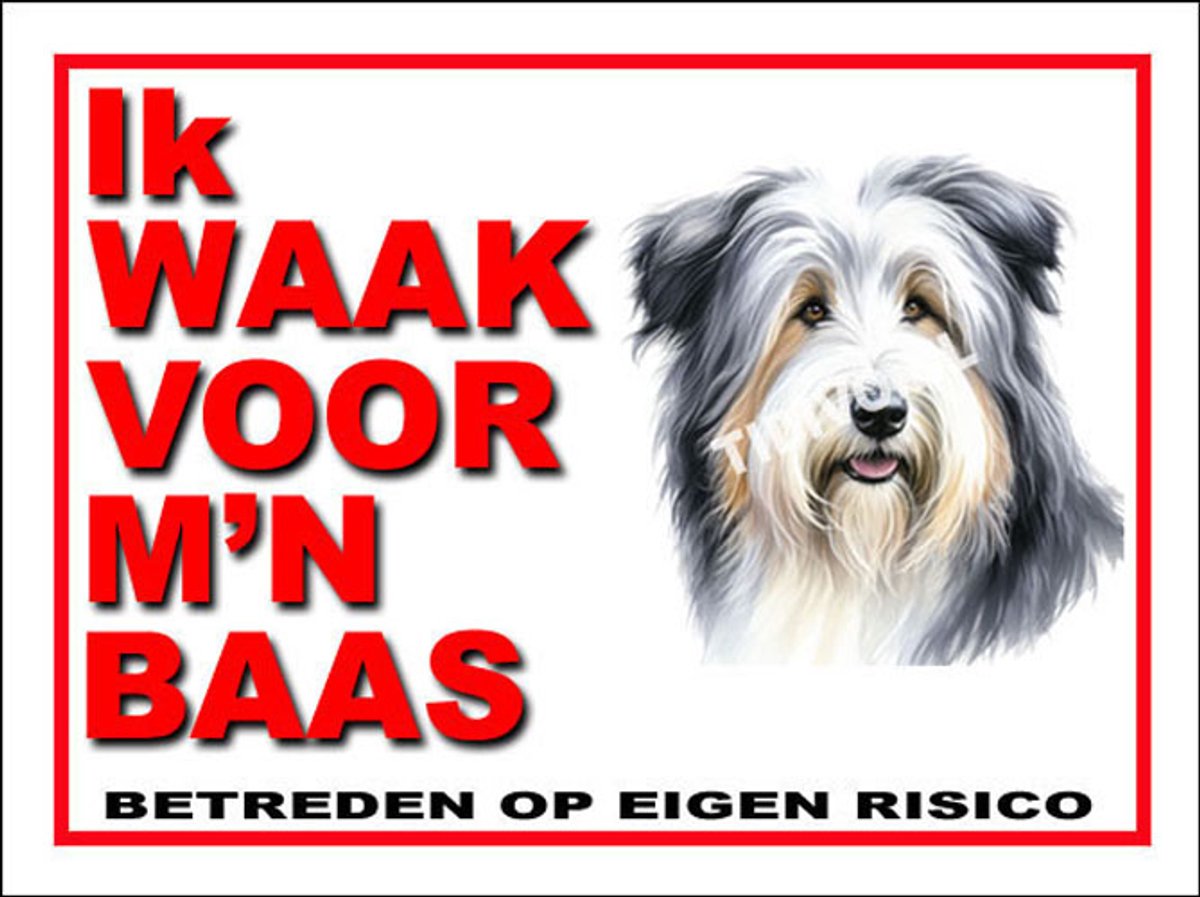 Bearded Collie 9