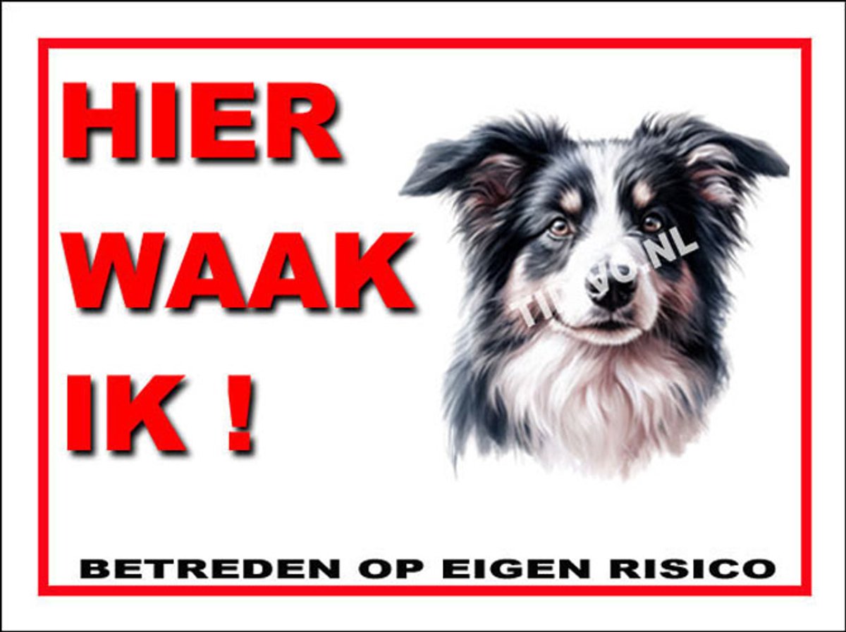 Border Collie 3