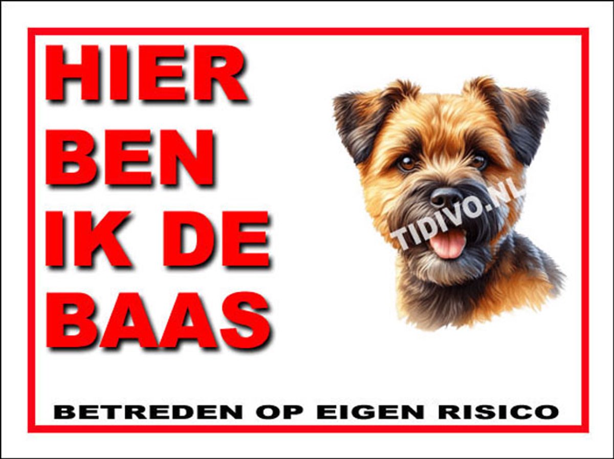 Border Terrier 2