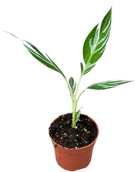 Musa Florida Variegata Kamerplant Potmaat Ø10,5 cm |Vers Van De Kweker
