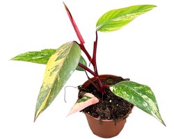 Philodendron Strawberry Shake Kamerplant Potmaat Ø14 cm |Vers Van De Kweker