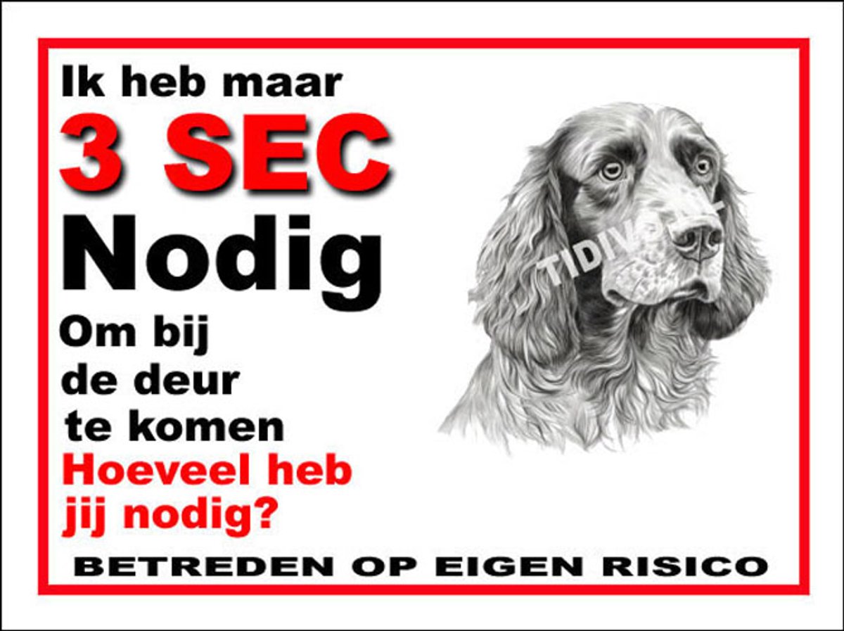 Clumber Spaniel 6