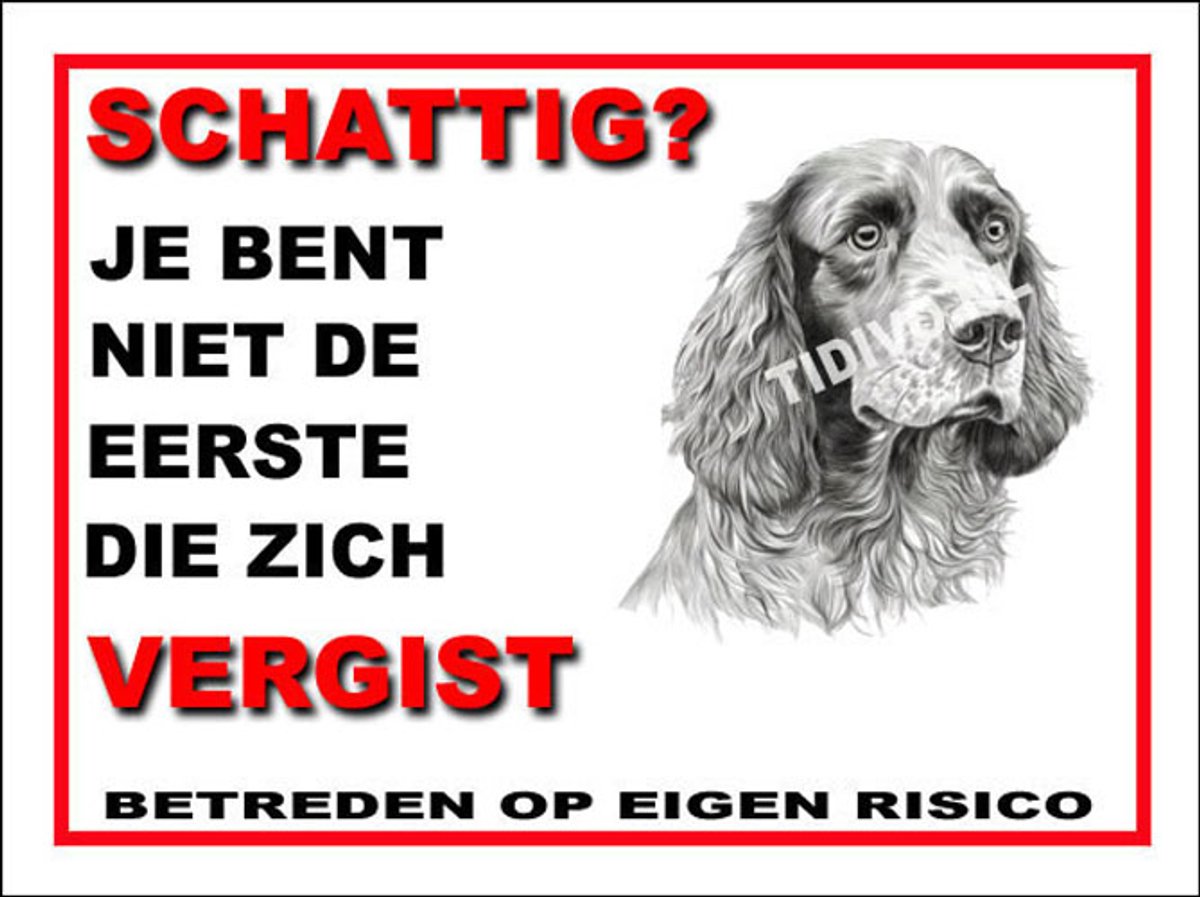 Clumber Spaniel 13