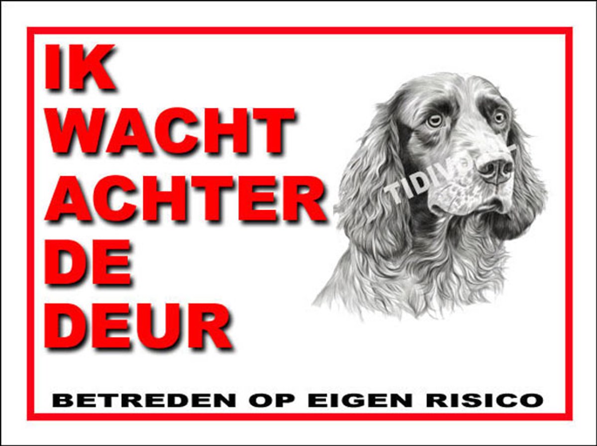 Clumber Spaniel 10