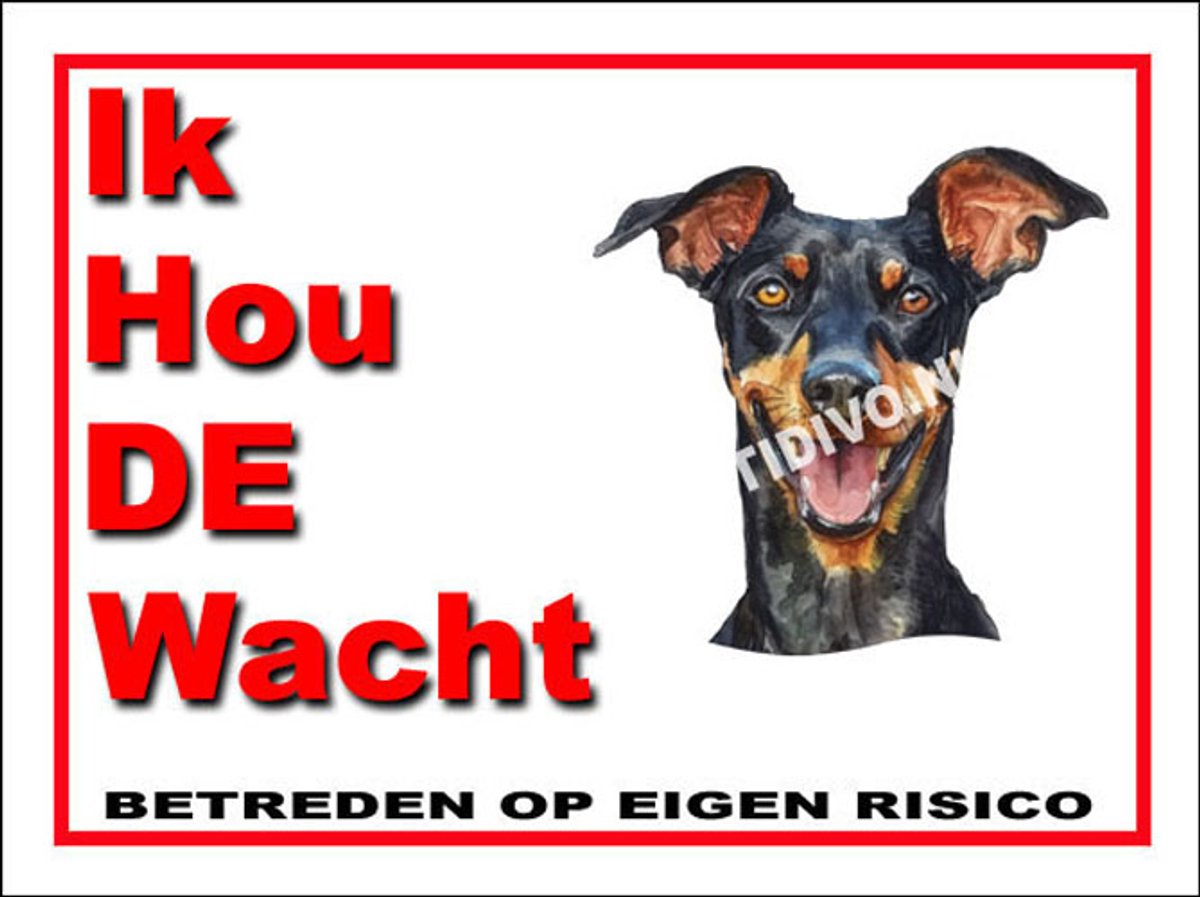 Duitse Pinscher 7