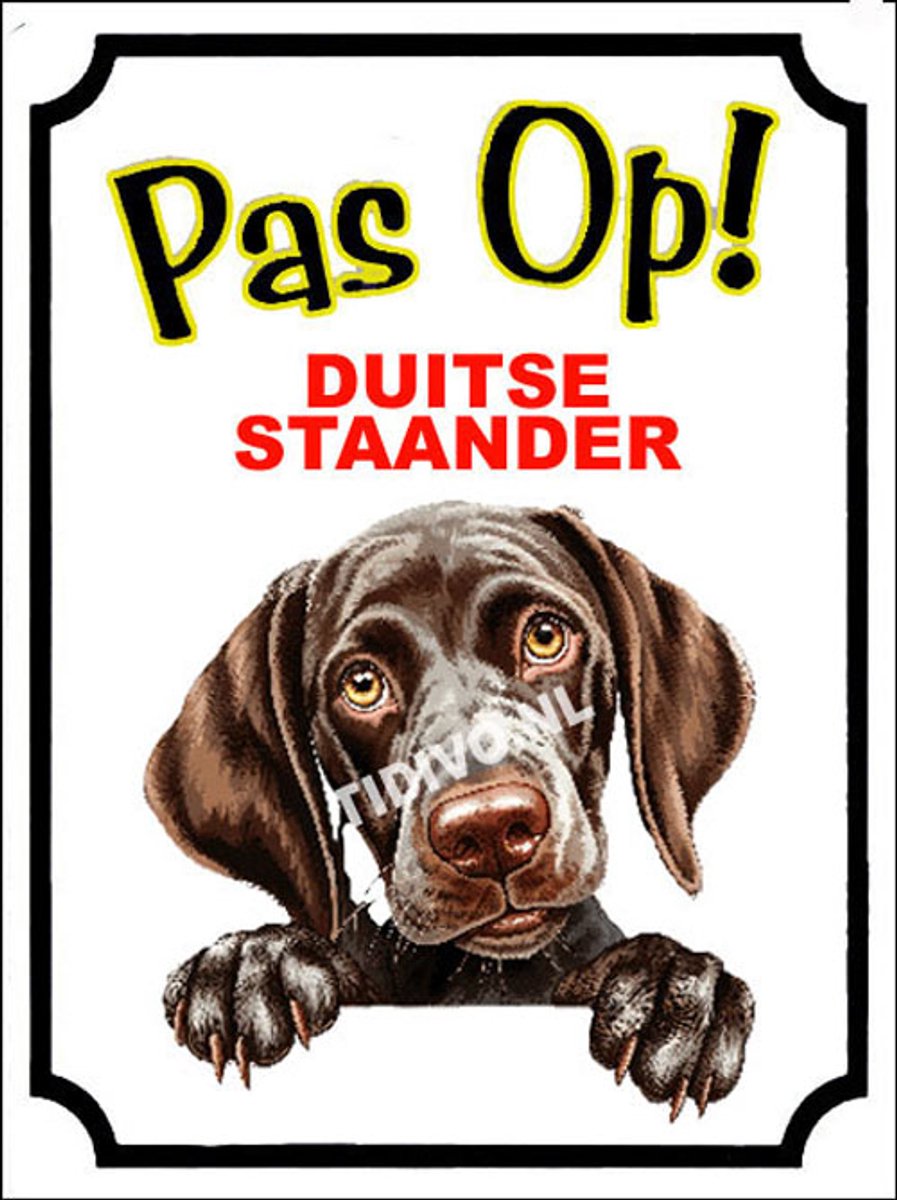 Duitse Staande Hond 16