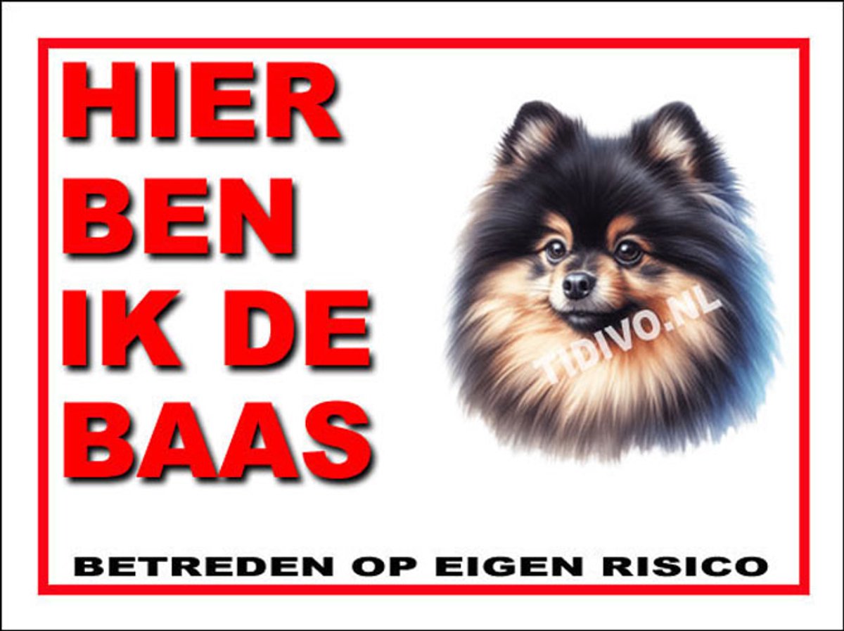 Dwergkeeshond 2