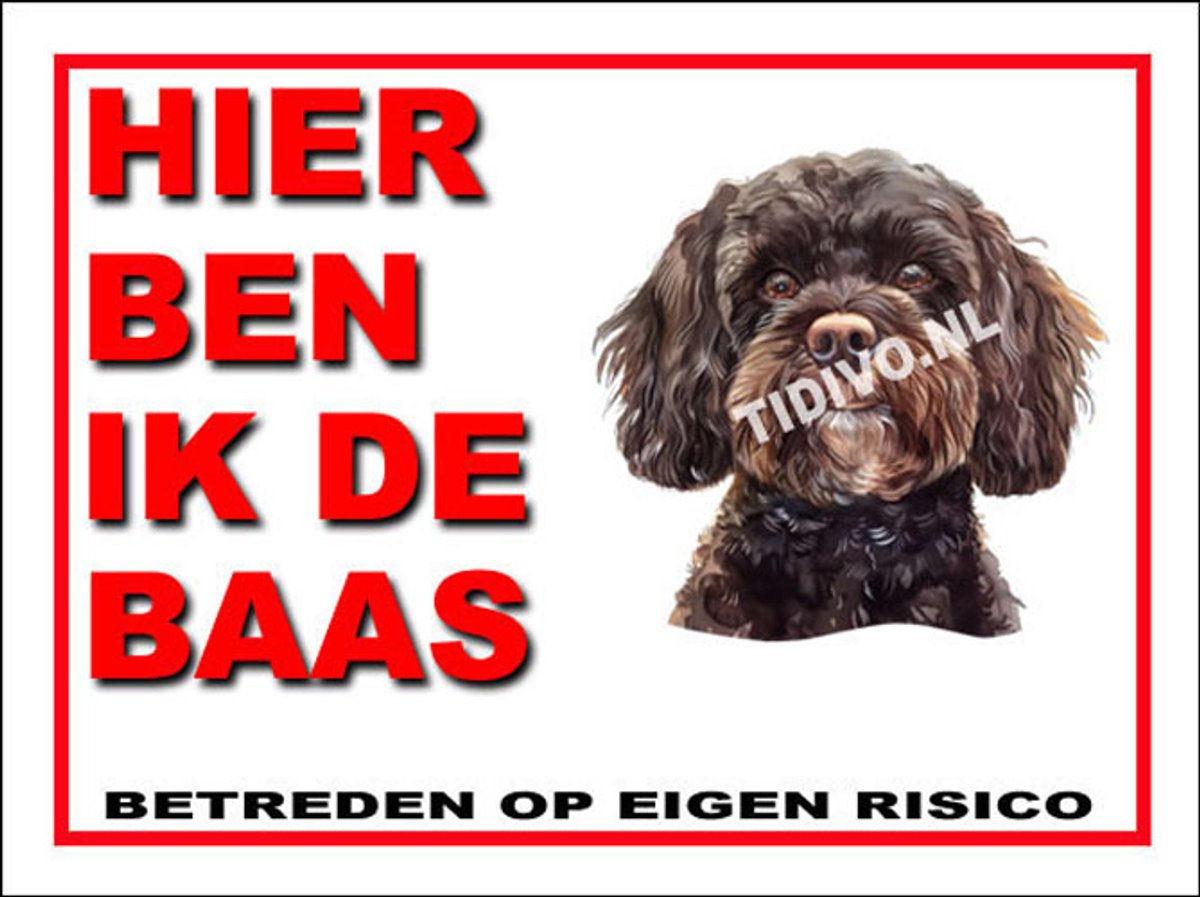 Cavapoo 2