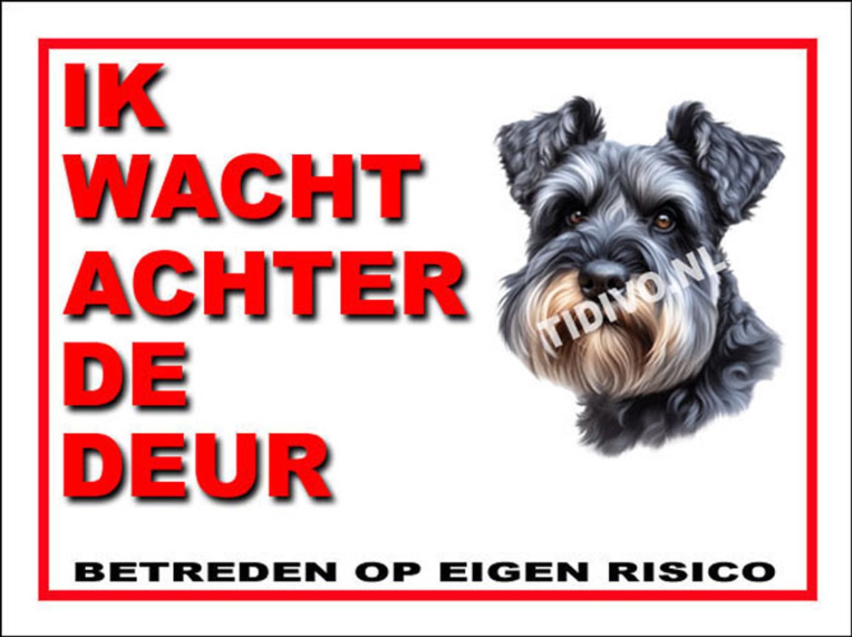 Cesky Terrier 10