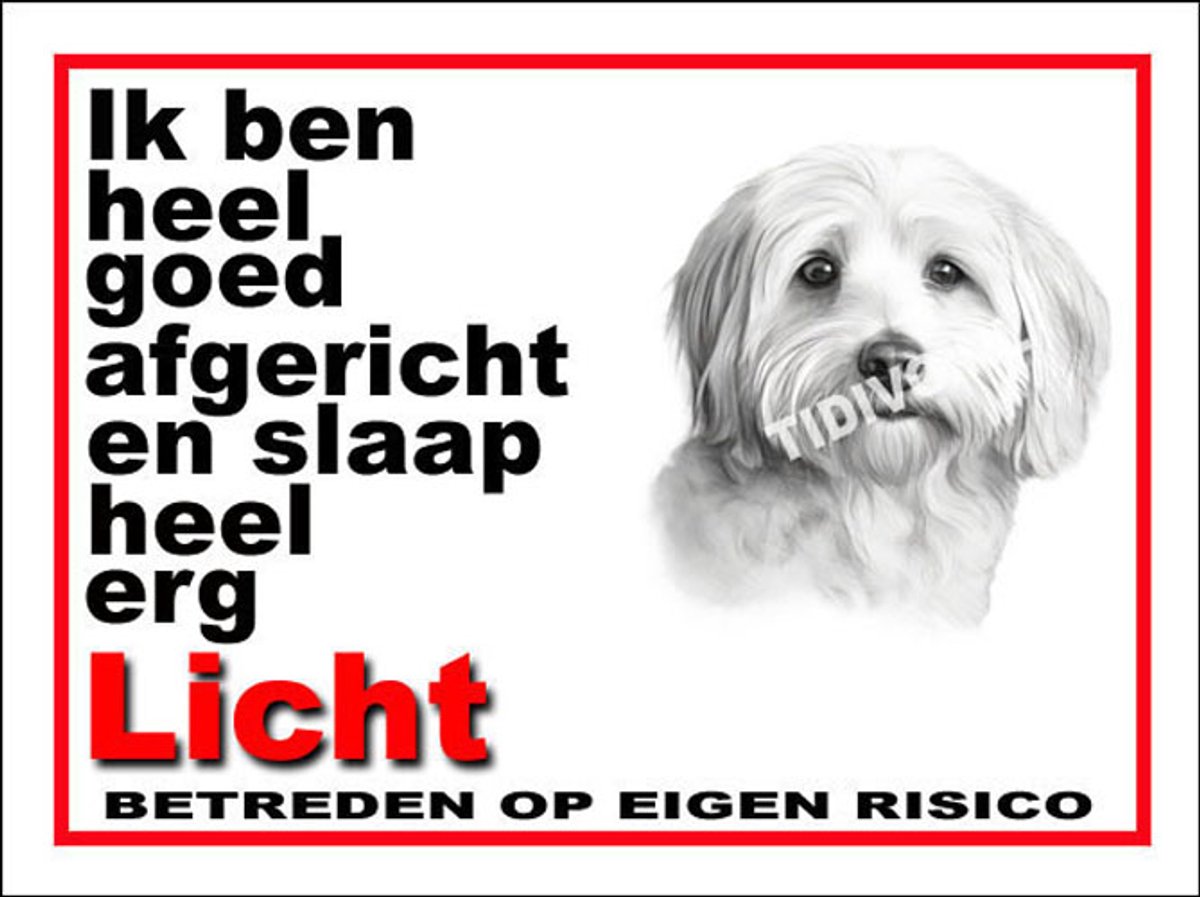 Coton de Tuléar 4