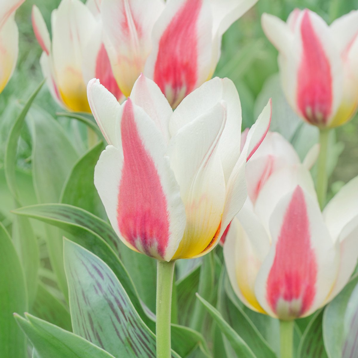 Tulp Tarafa | 10 stuks | Geel | Roze | Tulpenbollen